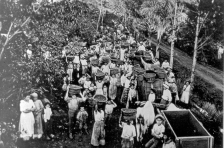 caffè – raccolta finca giustiniani – archivio gomez